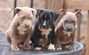 6358782910527387741639006022_red-and-blue-nose-pitbull-puppies