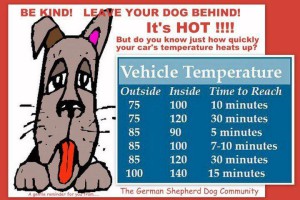 Dogs-in-Cars-Hot-Weather