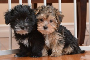 Snorkie Puppies