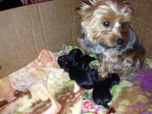 Yorkie Preg