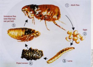 Fleas