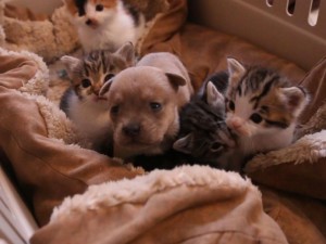 Puppies and Kittens